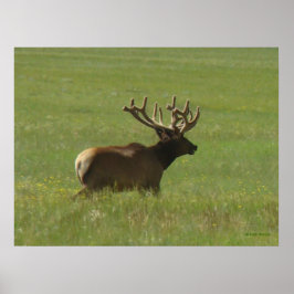 Poster E12 Bull Elk 1 ou 2?