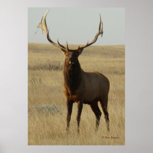 Poster E13 Grama de Elk Bull em Chifres