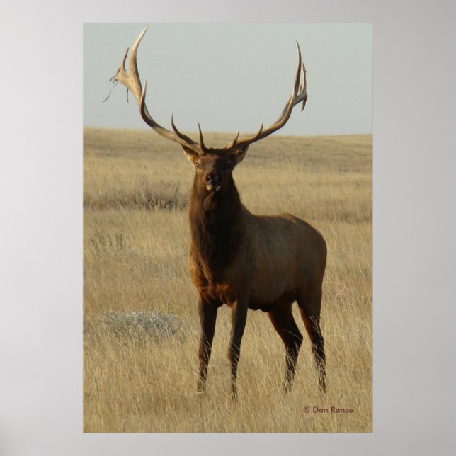 Poster E13 Grama de Elk Bull em Chifres (Frente)