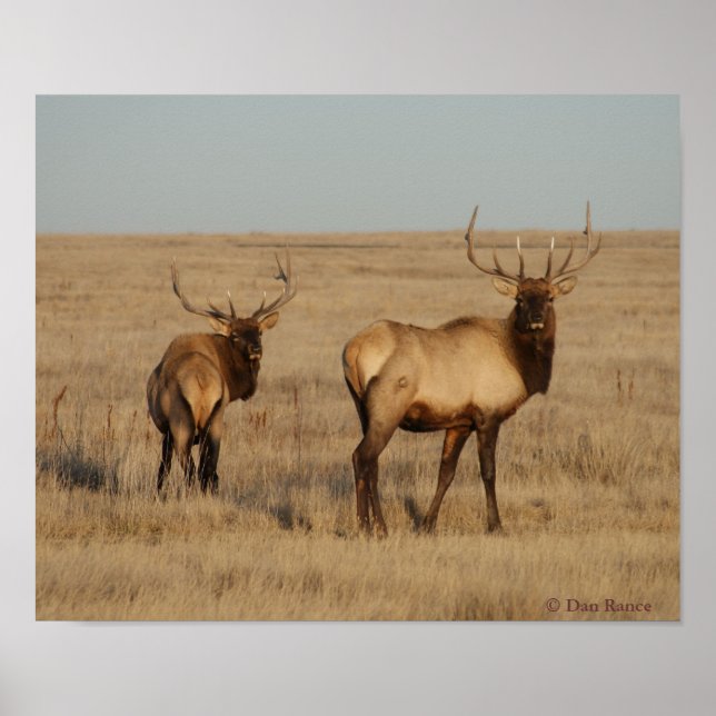 Poster E1 Bull Elk Young Bulls (Frente)