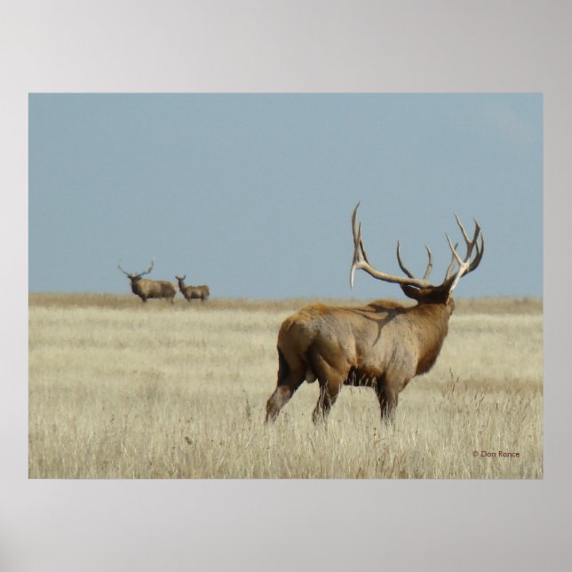 Poster E20 Bull Elk Challenger (Frente)