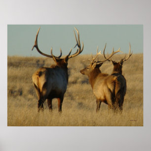 Poster E28 Bull Elk