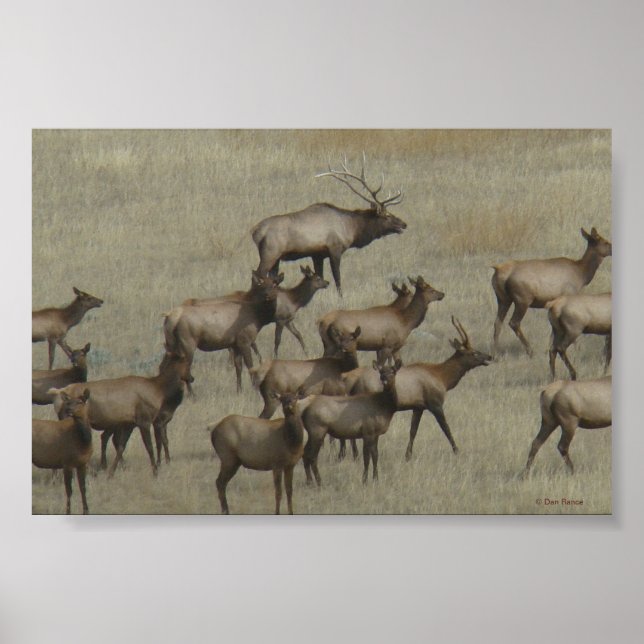 Poster E37 Touro Elk com Vacas (Frente)