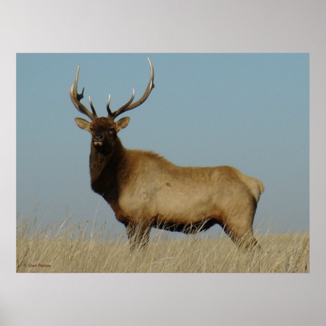 Pôster E43 Young Bull Elk (Frente)