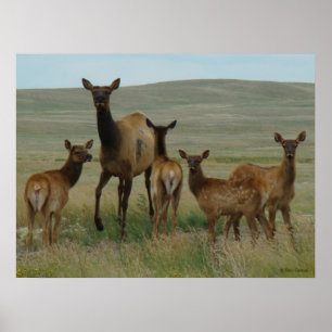Poster E44 Alces fêmeas e bezerros