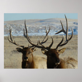 Poster E45 Cabeças Bull Elk