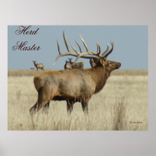 Pôster E4 Bull Elk Herd Master