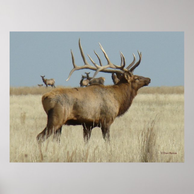 Pôster E4 Bull Elk Herd Master (Frente)