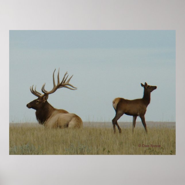 Poster E5 Alce Macho e Alce Jovem (Frente)