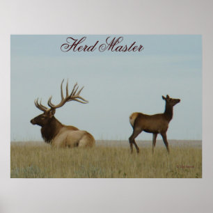Pôster E5 Bull Elk e Yearling
