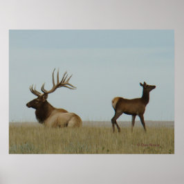 Poster E5 Bull Elk e Yearling