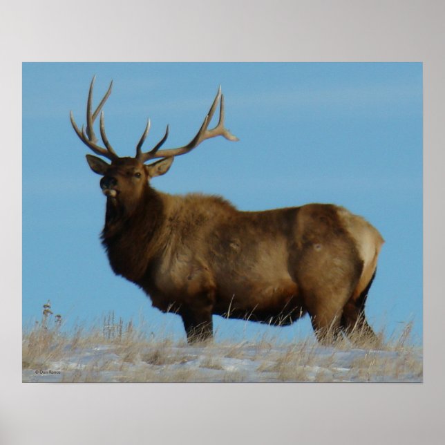 Poster E62 Bull Elk Sky Lined (Frente)