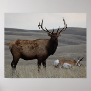 Pôster E63 Alce Macho e Antílope Pronghorn