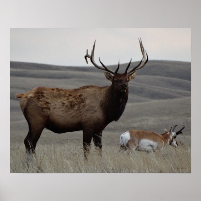 Pôster E63 Alce Macho e Antílope Pronghorn (Frente)