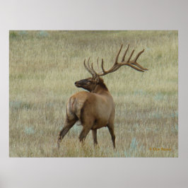 Poster E6 Bull Elk em Velvet