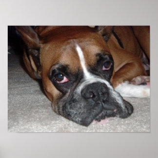 Poster É a vida de um cão