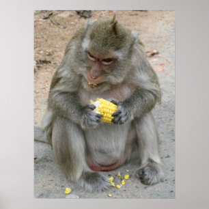 Poster É meu!! … Macaco de Macaque tailandês selvagem