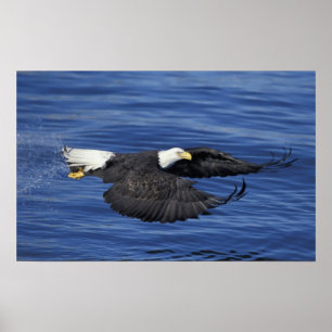 Poster E.U.A., Alasca, Península de Kenai Águia careca