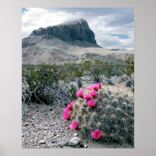 Pôster E.U.A., Texas, Parque Nacional Big Bend. Florindo