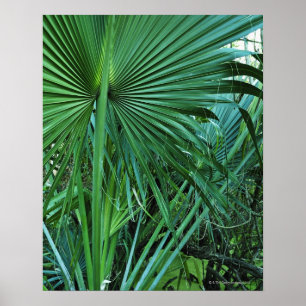 Pôster E.U. Virgin Islands, St Thomas, folhas tropicais