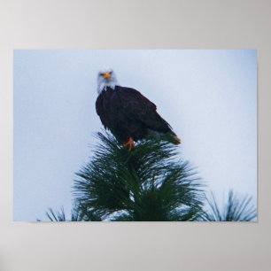 Poster Eagle