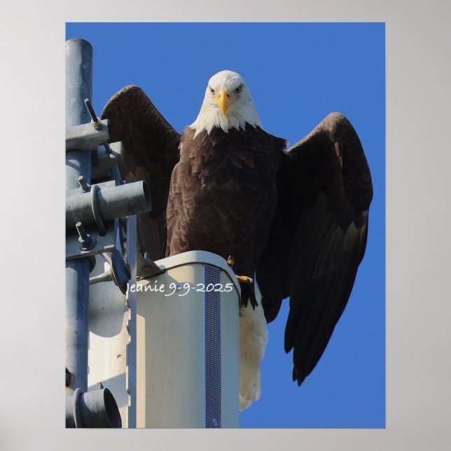 Poster Eagle (Frente)