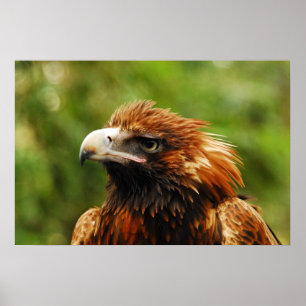 Poster Eagle