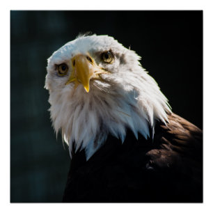 Pôster Eagle curioso