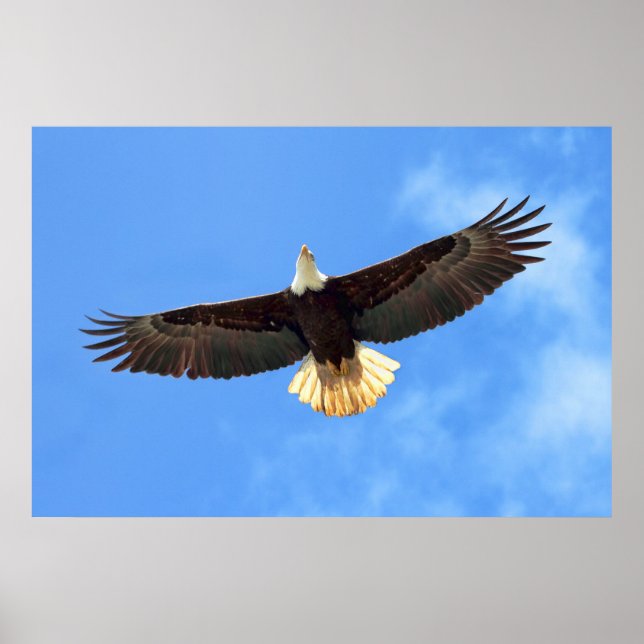Poster Eagle Flying (Frente)