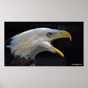 Poster Eagle gritando enorme