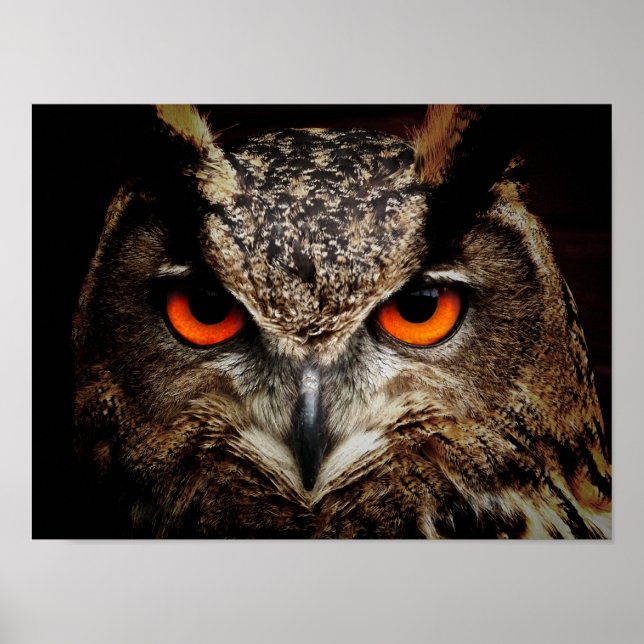 Poster Eagle-Owl (Frente)