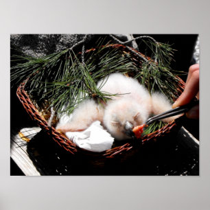 Pôster Eagle owl chick at feeding time