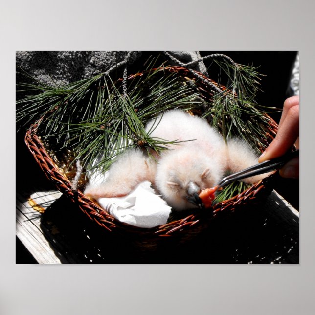 Pôster Eagle owl chick at feeding time (Frente)