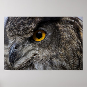 Pôster Eagle Owl Eyes