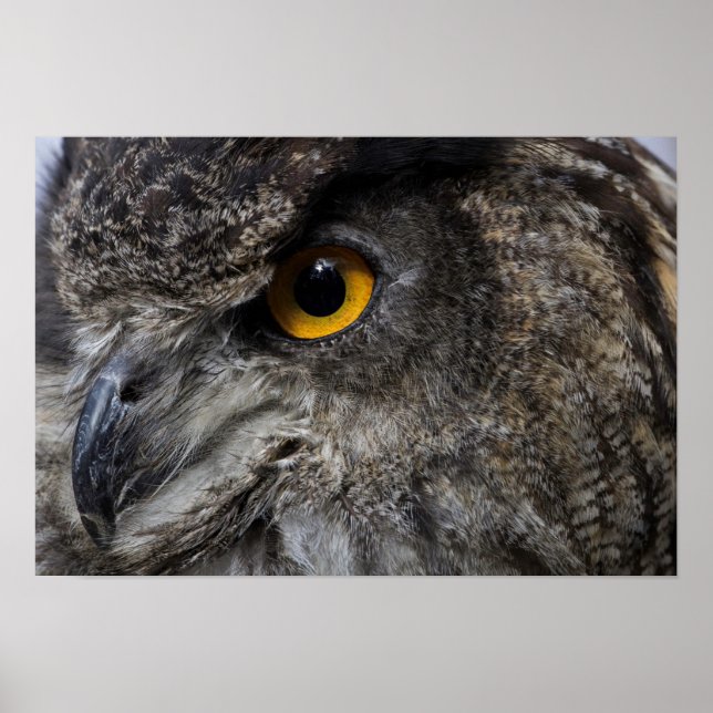 Pôster Eagle Owl Eyes (Frente)