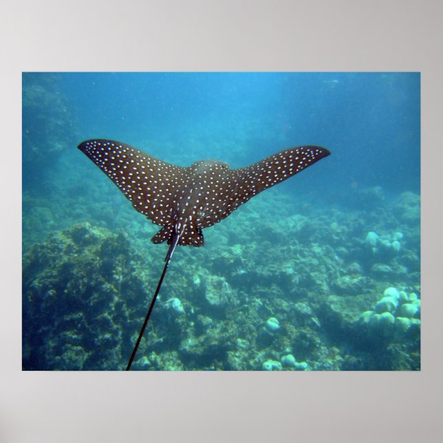 Pôster Eagle Ray (Frente)