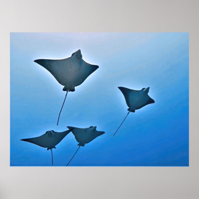 Poster Eagle Ray Squad (Frente)
