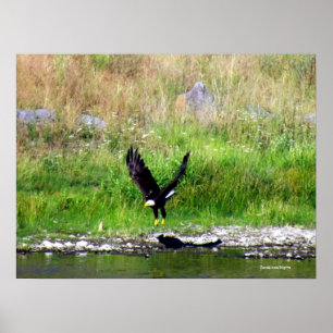 Poster Eagle Swooping