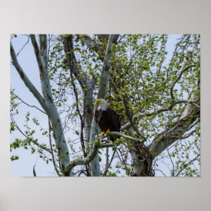 Poster Eagle Watch Out