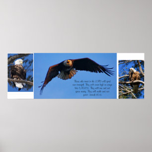 Pôster Eagles
