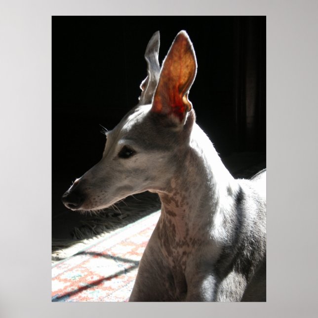 Pôster Ears Up! Foto! (Frente)