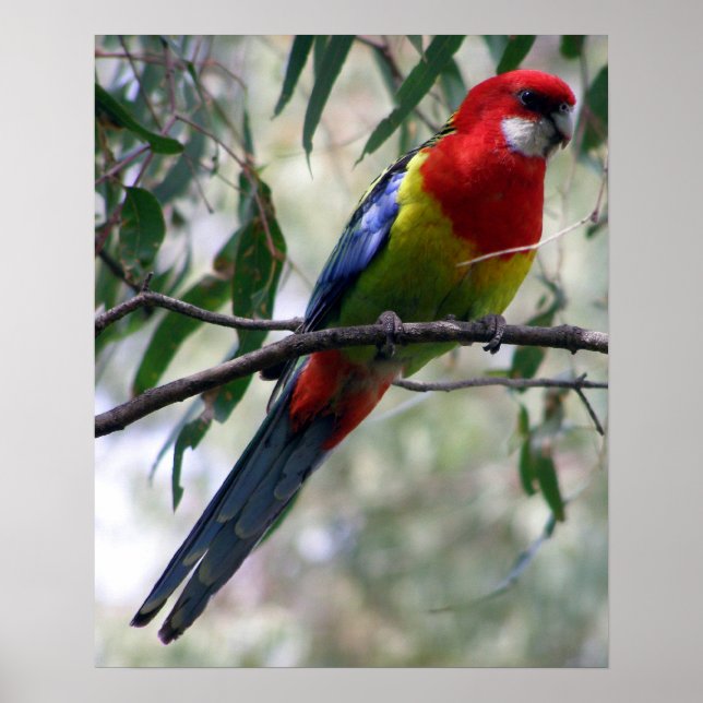 Pôster East Rosella (Frente)