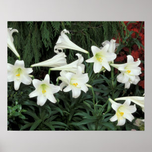 Pôster Easter Lily (Lilium regale)