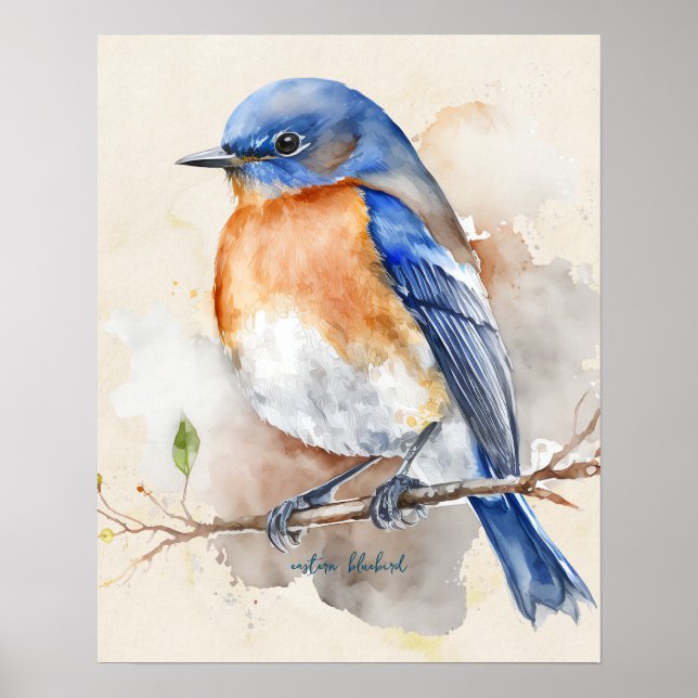Poster Eastern Bluebird Blue Orange Rustic Watercolor  (Frente)