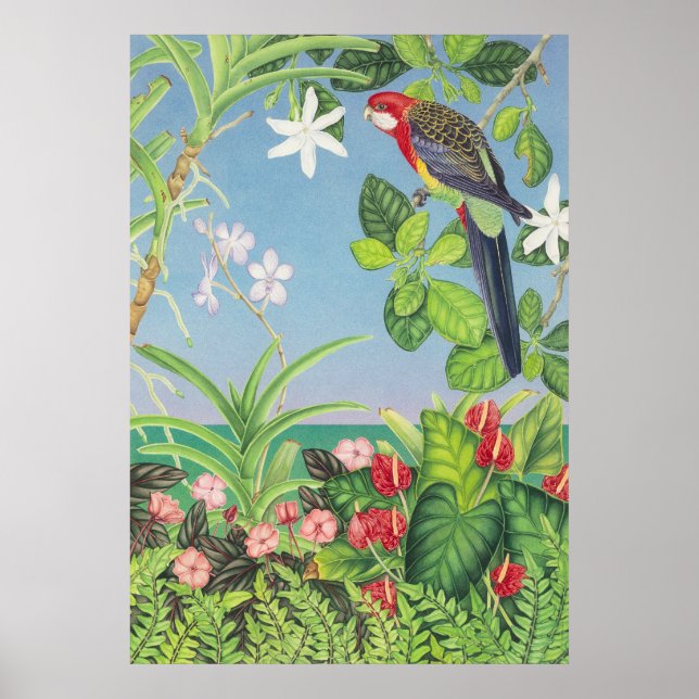 Poster Eastern Rosella (Frente)