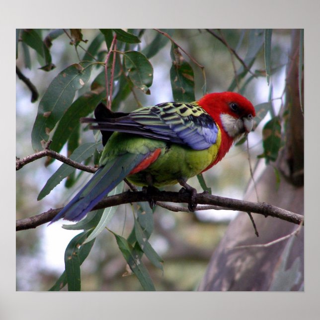 Poster Eastern Rosella (Frente)