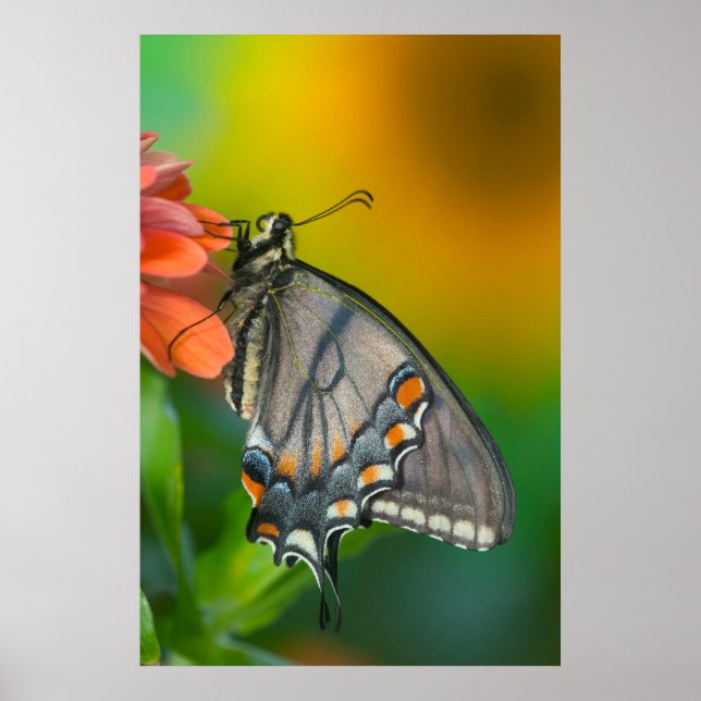 Poster Eastern-Tiger Swallowtail Butterfly (Frente)
