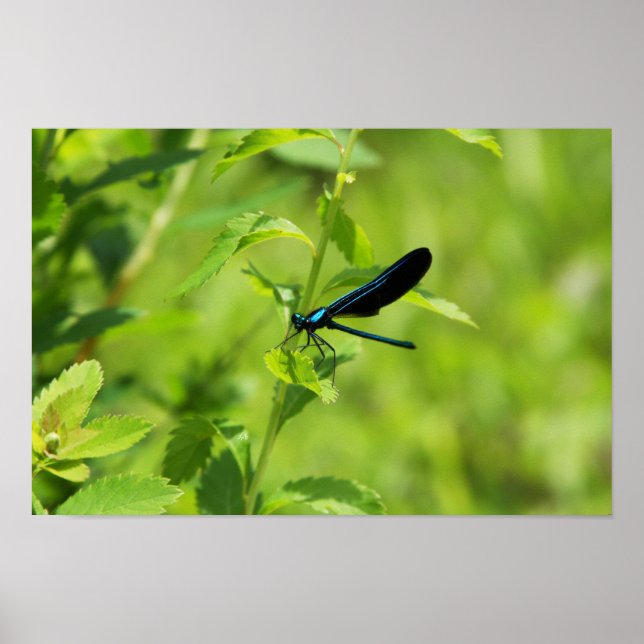 Pôster Ebony Jewelwing (Frente)