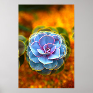 Pôster Echeveria colorido azul
