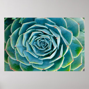 Poster Echeveria Roseta, Jardim Secreto de Marrakech